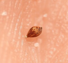 Schoenus ornithopodioides