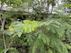 Leucaena leucocephala