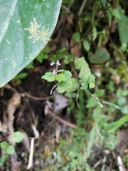 Torenia