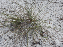 Schoenus ornithopodioides