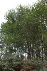 Betula celtiberica