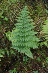 Dryopteris dilatata