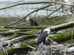 Phalacrocorax varius varius