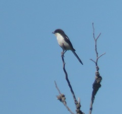 Lanius collaris collaris