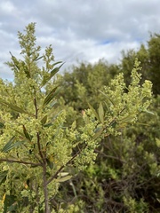Searsia angustifolia