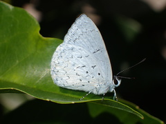 Eirmocides absimilis