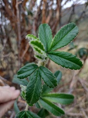 Polylepis racemosa
