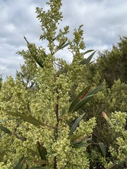 Searsia angustifolia
