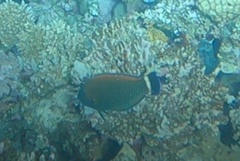 Pseudodax moluccanus