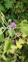 Solanum pubescens