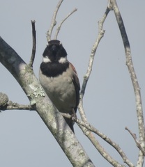 Passer melanurus melanurus