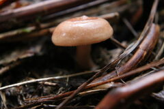 Rhodocybe
