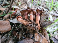 Lactarius rufulus