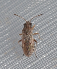 Nysius