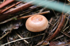 Rhodocybe