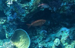Priacanthus hamrur