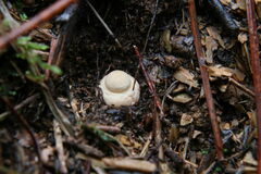 Amanita junquillea