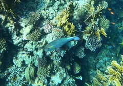 Monotaxis grandoculis