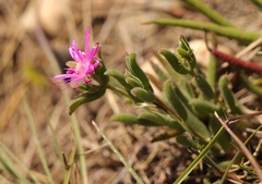 Delosperma neethlingiae