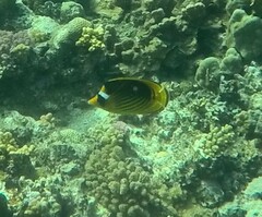 Chaetodon fasciatus