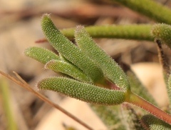Delosperma neethlingiae