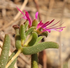 Delosperma neethlingiae