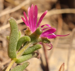 Delosperma neethlingiae