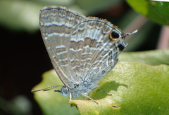 Theclinesthes onycha