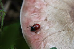 Chrysomela populi
