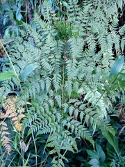 Davallia divaricata
