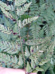 Davallia divaricata