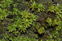 Encalypta streptocarpa