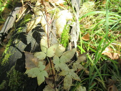 Clematis alpina sibirica