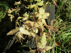 Clematis alpina sibirica