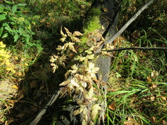 Clematis alpina sibirica