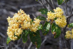 Pomaderris elliptica