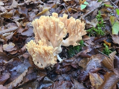 Ramaria formosa