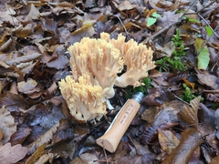 Ramaria formosa