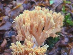 Ramaria formosa