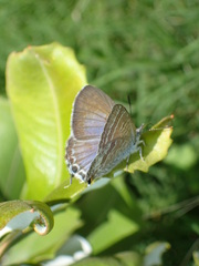 Theclinesthes onycha