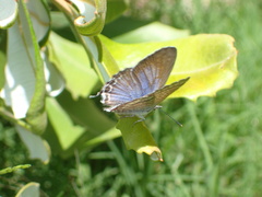 Theclinesthes onycha