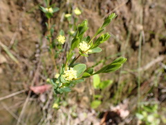 Pimelea flava
