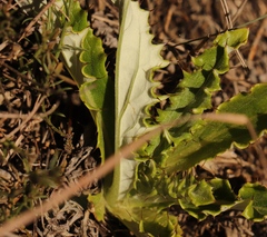 Gerbera serrata