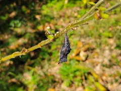 Kaniska canace nojaponicum