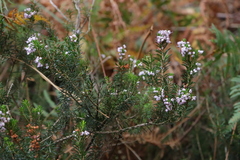 Erica vagans