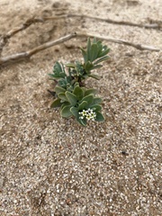 Heliotropium curassavicum