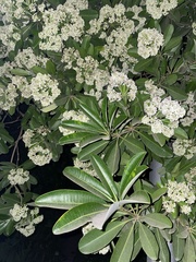 Alstonia scholaris