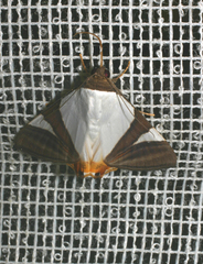 Eulepidotis fortissima