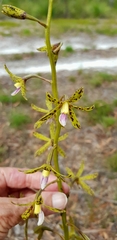 Dipodium hamiltonianum