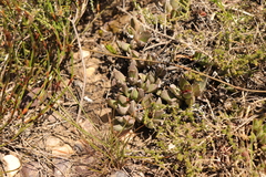 Acrodon bellidiflorus